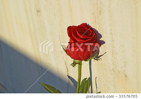 玫瑰,玫瑰花,花 33576705