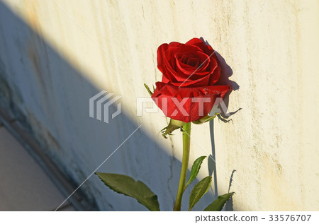 玫瑰,玫瑰花,花 玫瑰,玫瑰花,花 33576707