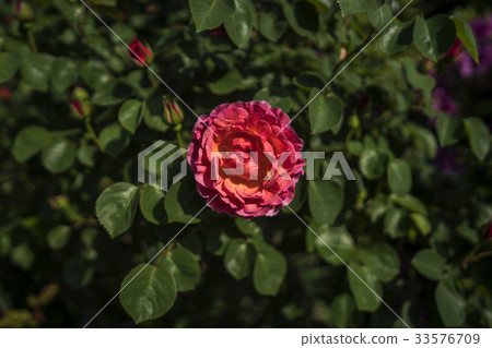 Red rose Red rose 33576709