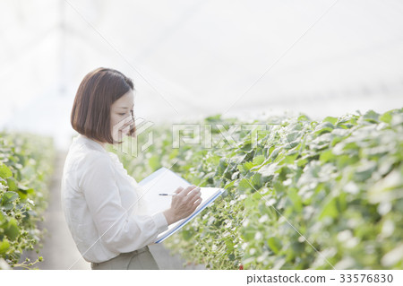 Ichigo研究員 Ichigo研究員 33576830