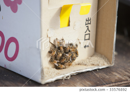 Mating pollination bee 33576892