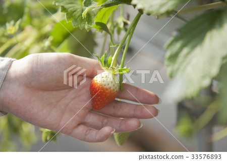 Strawberry  33576893