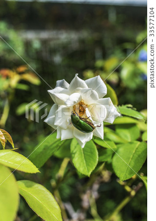 White salmon and cannabin White salmon and cannabin 33577104