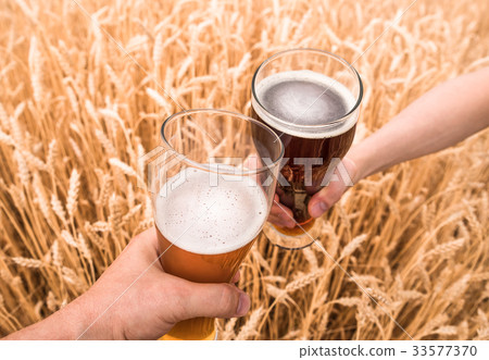 A glass of beer in a hand in a wheat field 33577370