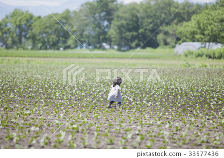 Girl in the field 33577436