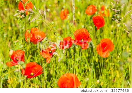 Red poppies in a summer meadow Red poppies in a summer meadow 33577486