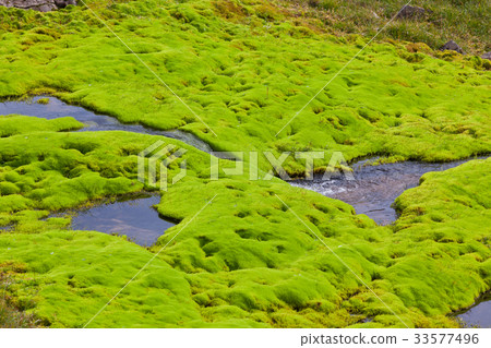 Iceland Small River Stream with green moss 33577496