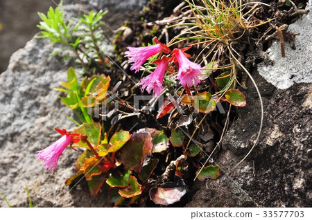 在岩石表面開花的桃紅色灰鼠 在岩石表面開花的桃紅色灰鼠 33577703