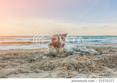 Dog on the beach 33578157
