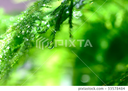 Green bright green color color plant leaf needle shape space new green relax relaxed vitality vitality fantasy fantasy 33578484