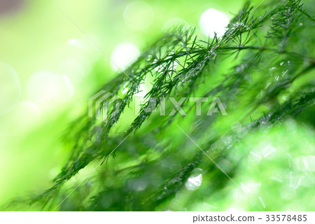 Green bright green color color plant leaf needle shape space new green relax relaxed vitality vitality fantasy fantasy 33578485