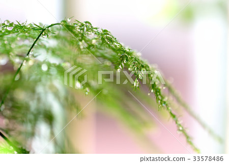 Water drops plant background green color wenzhu leaf acicular purple space color crystal clear shiny bright leisure afternoon Water drops plant background green color wenzhu leaf acicular purple space color crystal clear shiny bright leisure afternoon 33578486