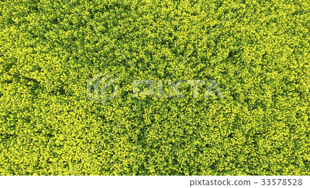 Drone shooting of rape blossoms Drone shooting of rape blossoms 33578528