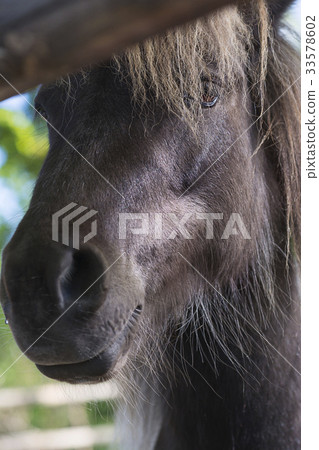 Horse in a farm 33578602