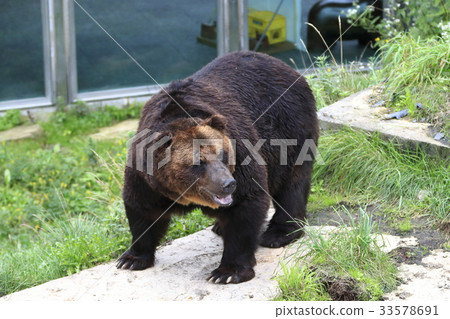 Brown bear 33578691