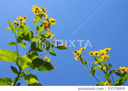 Autumn clear Kiokumo flowers Autumn clear Kiokumo flowers 33579009