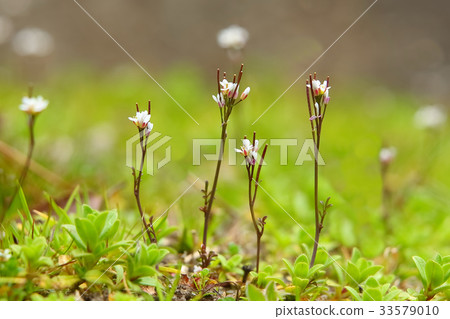 Michi Tanetsukesbana 33579010