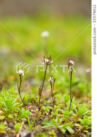 Michi Tanetsukesbana Michi Tanetsukesbana 33579012