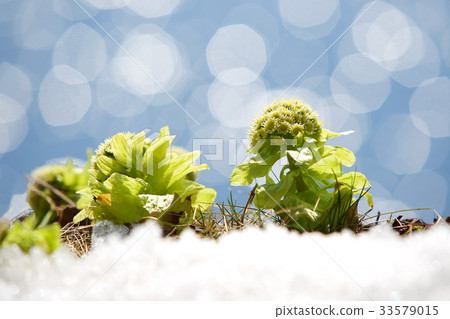 Shining in sunshine of Fukinotou spring 33579015