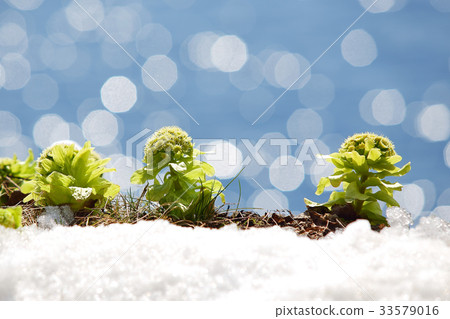 Shining in sunshine of Fukinotou spring Shining in sunshine of Fukinotou spring 33579016