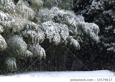 雪竹林 雪竹林 33579017