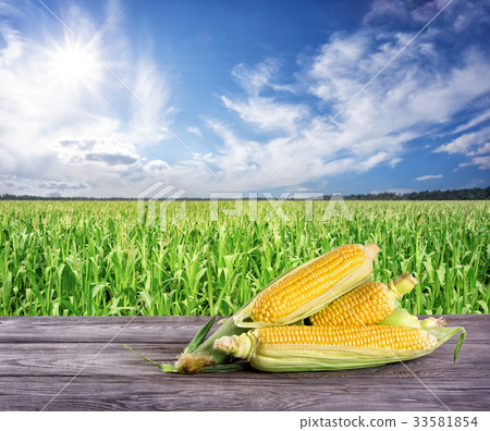 Ripe corn on wooden table in the background of 33581854