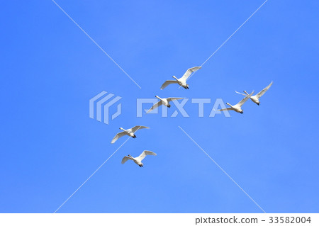 Swans dancing in the sky 33582004