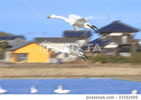 Swans dancing in the sky 33582009