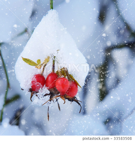 Red rosehip berries with snow 33583508