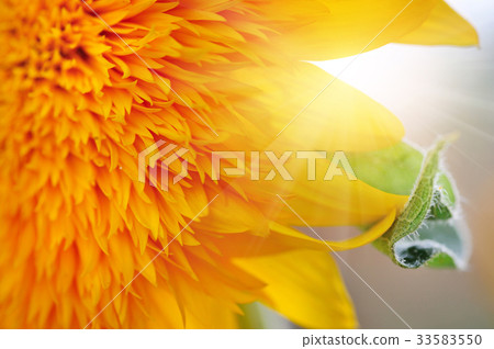 Macro of decorative sunflower Macro of decorative sunflower 33583550