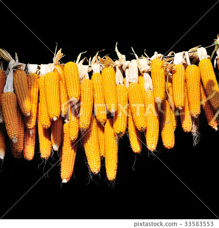 Dried corn cobs hanging on black background Dried corn cobs hanging on black background 33583553