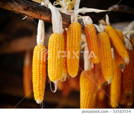 Dried corn cobs hanging Dried corn cobs hanging 33583554