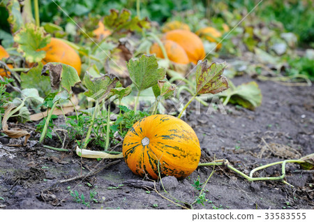 Ripe orange pumpkins Ripe orange pumpkins 33583555