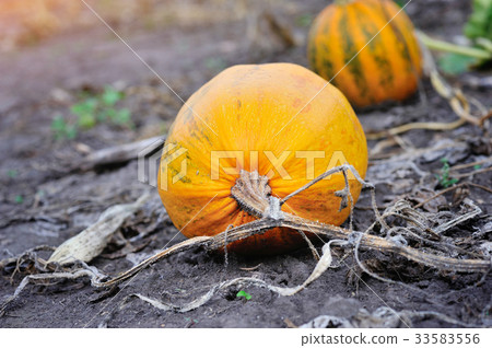 Ripe orange pumpkins Ripe orange pumpkins 33583556