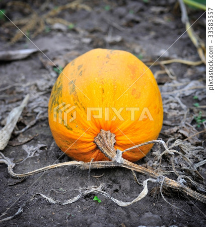 Ripe orange pumpkins Ripe orange pumpkins 33583557