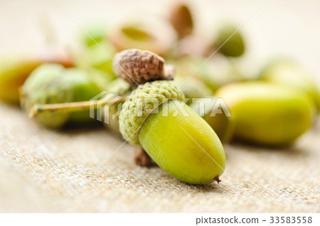Acorns on sacking Acorns on sacking 33583558