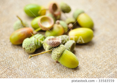 Acorns on sacking Acorns on sacking 33583559