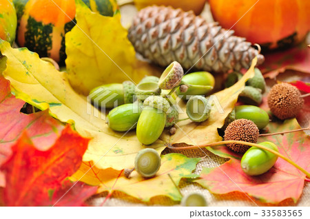 Harvested acorns with autumn leaves Harvested acorns with autumn leaves 33583565