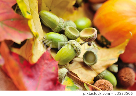 Harvested acorns with autumn leaves Harvested acorns with autumn leaves 33583566