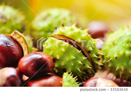Fresh chestnuts on background autumn leaves Fresh chestnuts on background autumn leaves 33583630