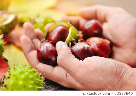 Fresh chestnuts in the hands 33583640