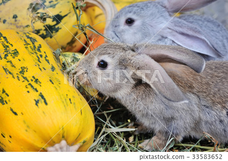 Young rabbits on hay with pumpkins 33583652