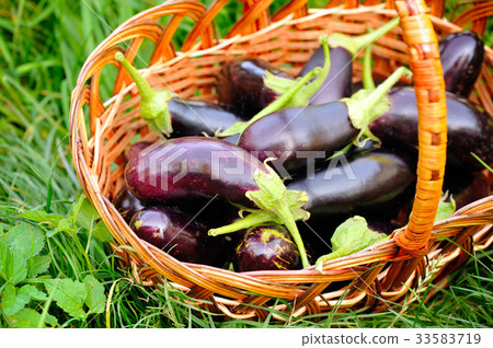 Fresh eggplant in basket on grass Fresh eggplant in basket on grass 33583719