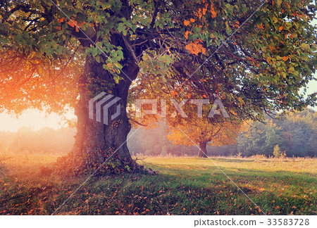 Autumn landscape with tree in sunlight 33583728