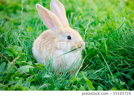 Little rabbit on green grass 33583729