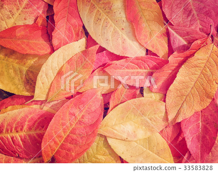 Colorful background of autumn leaves Colorful background of autumn leaves 33583828
