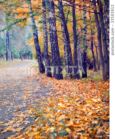 Colorful foliage in the autumn park Colorful foliage in the autumn park 33583913