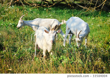 Goats on pasture on a sunny day 33584004