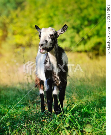 A young goat in the pasture A young goat in the pasture 33584008