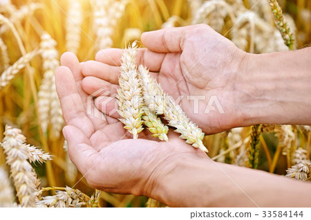 Ripe golden wheat ears in her hand the farmer 33584144